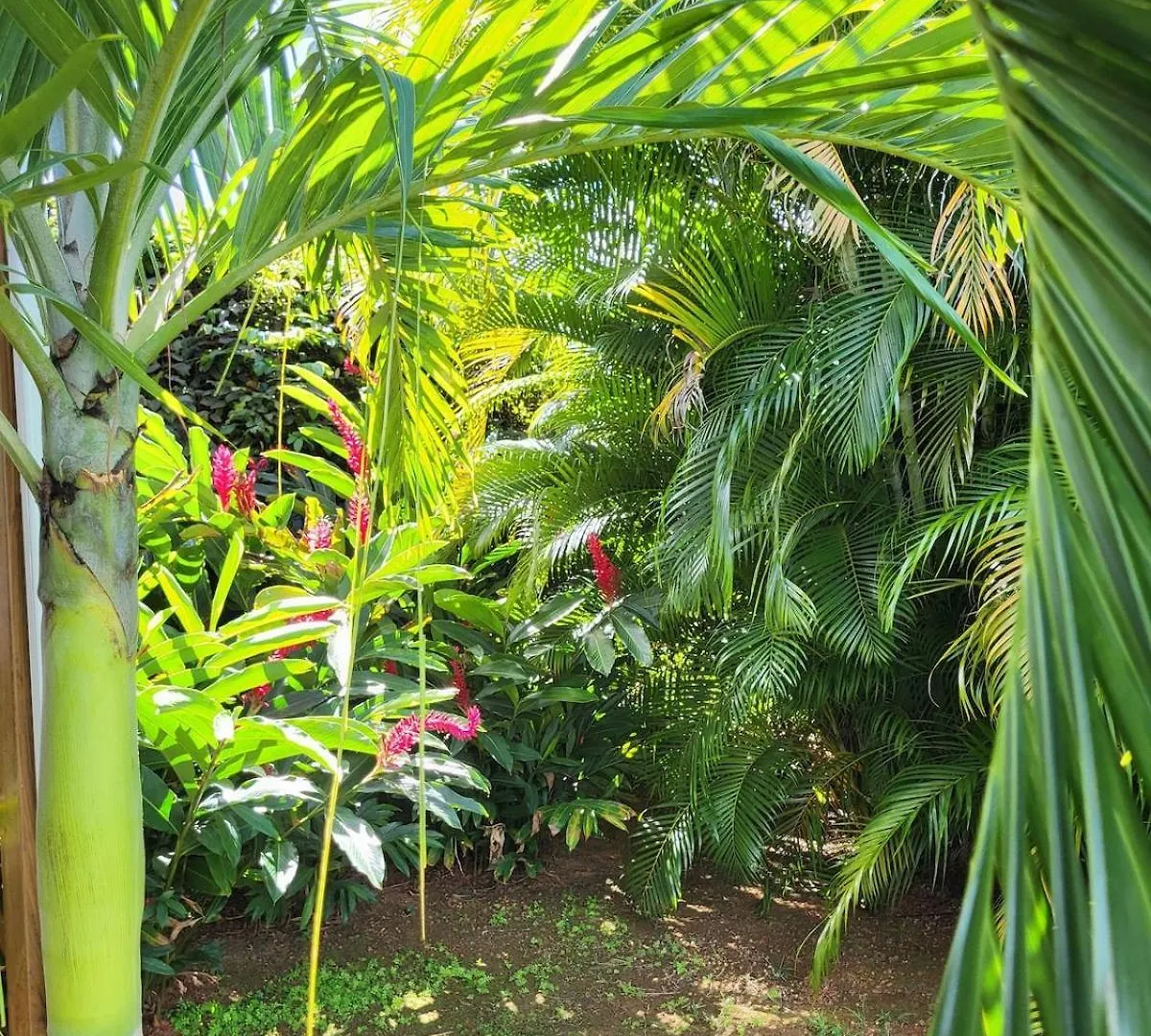Fleur de canne Sainte-Rose Guadeloupe